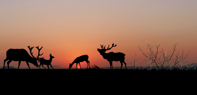herbivorous, sunrise, outdoors, silhouette, animals in the wild, sunset, mammals, landscape, 4K, animal wildlife, biches, group of animals, herd, sky