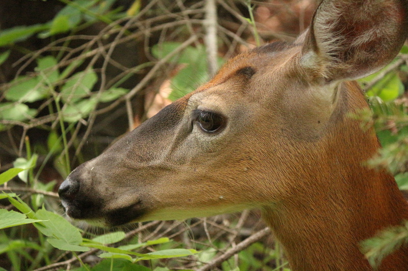 5K, mammals, biche, animal wildlife, no people, one animal, field, wild, profile view, outdoors, nature, focus on foreground, white-tailed deer, animal themes