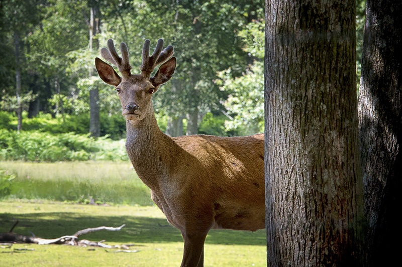 one animal, animals in the wild, outdoors, trunk, animal, portrait, animal head, vertebrate, wild animals, forest, nature, no people, green, plant, tree trunk