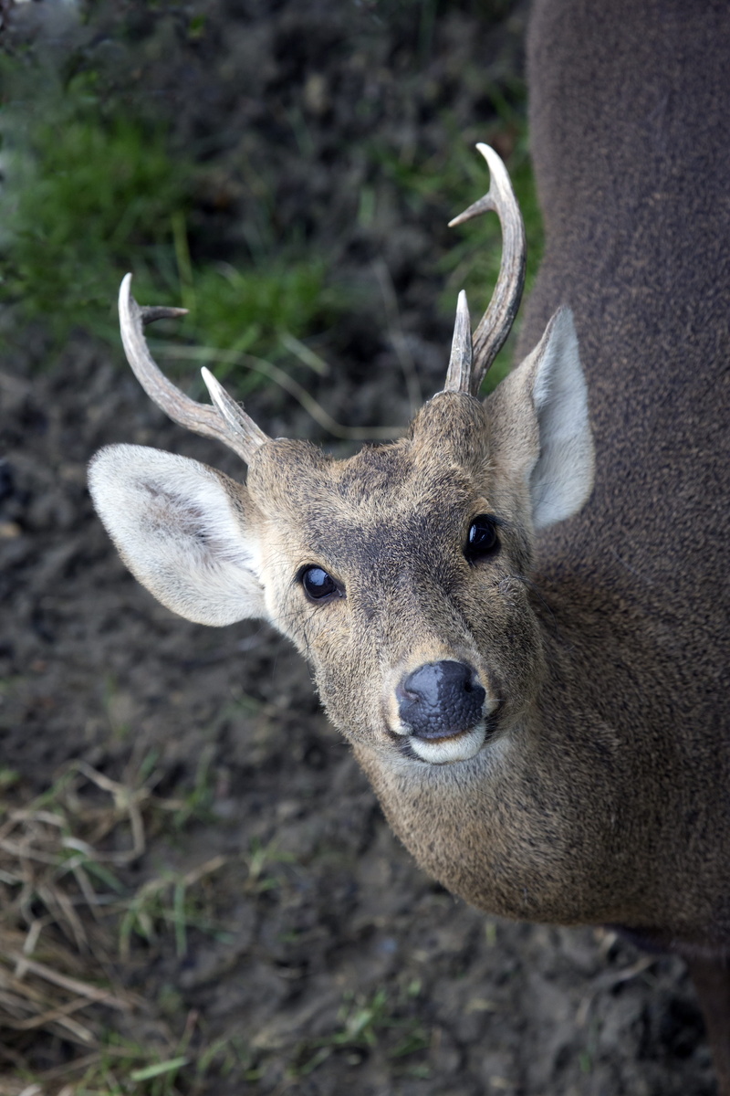 animals, zoo, animal wildlife, one animal, animal, field, animal body part, vertebrate, antler, animals in the wild, land, fauna, snout, deer, africa, 5K