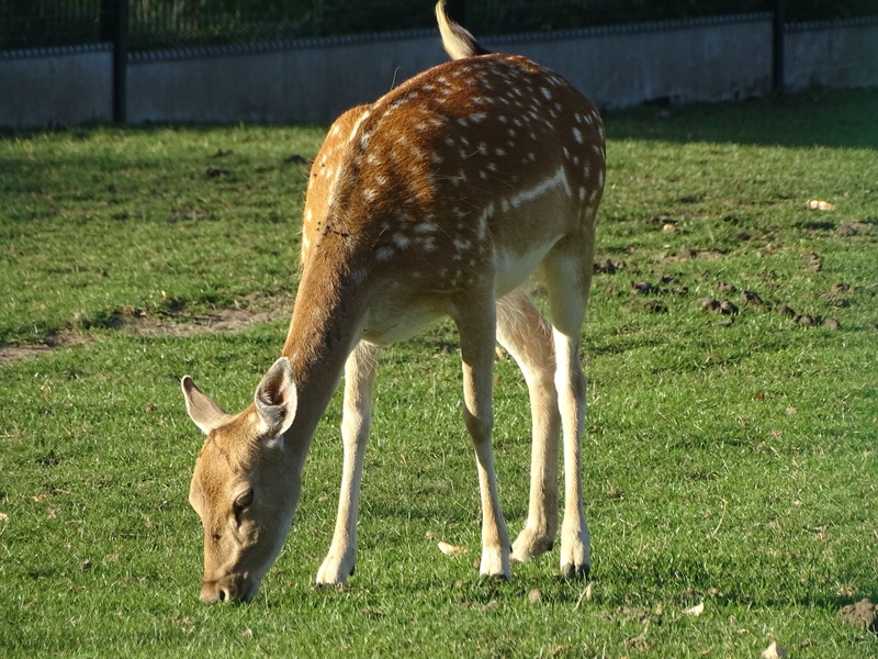 fawn, land, livestock, animal themes, young animal, pre, animal wildlife, day, nature, vertebrate, green color, field, grazing, no people, suede, deer
