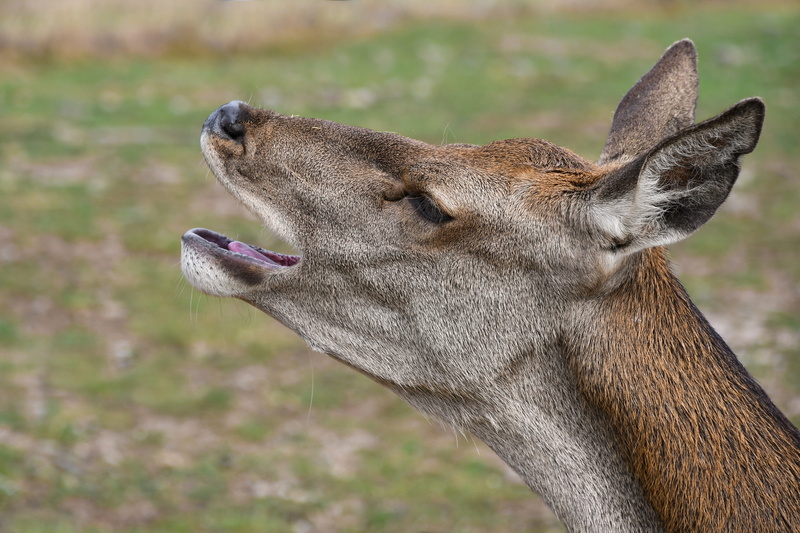 focus on foreground, profile view, animal body part, animals in the wild, domestic animals, mouth open, field, animal head, animal, herbivorous, animal themes