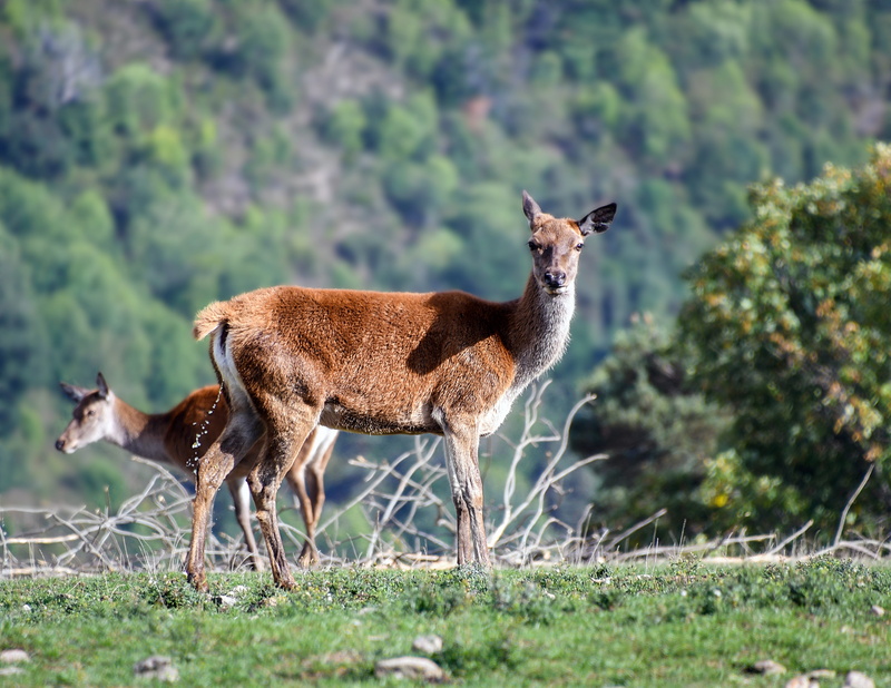 grass, animal themes, deer, fauna, biche, nature, animal wildlife, no people, animals in the wild, full length, field, plant, animal, side view, outdoors
