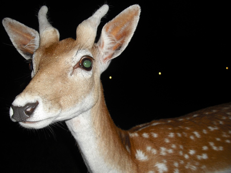 domestic animals, close-up, animals, indoors, animal body part, portrait, herbivorous, 2K, animal wildlife, black background, no people, deer, biche, mammal