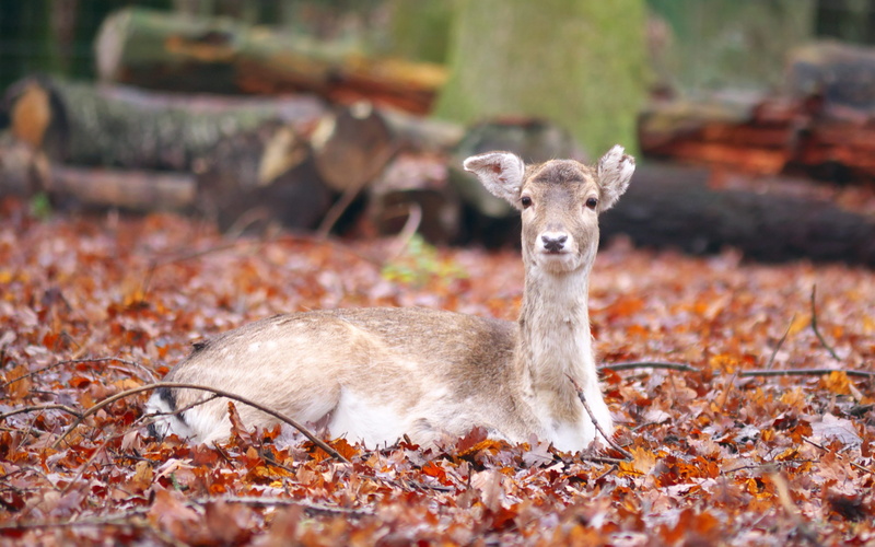 animals in the wild, autumn, change, biche, one animal, plant part, deer, day, fauna, mammal, animal themes, focus on foreground, portrait, leaves, herbivorous
