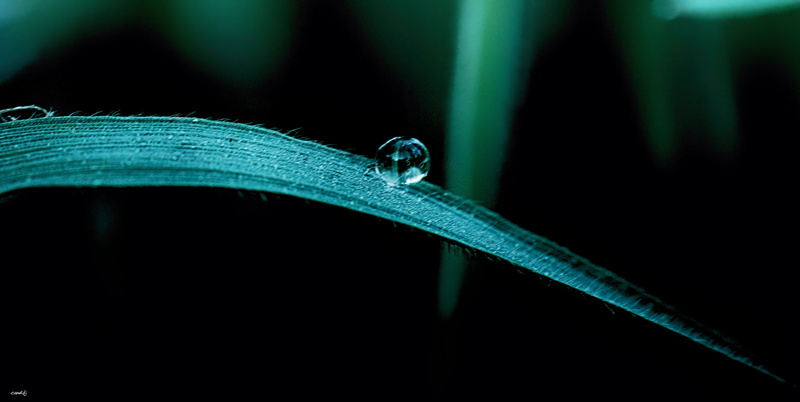 drop, 5K, droplet, dew, raindrop, El, plant, green leaf, Sony, Aire libre, green, close, A77, shot, tobogán, leaf, nature, nat, close up shot, Macro, water droplet