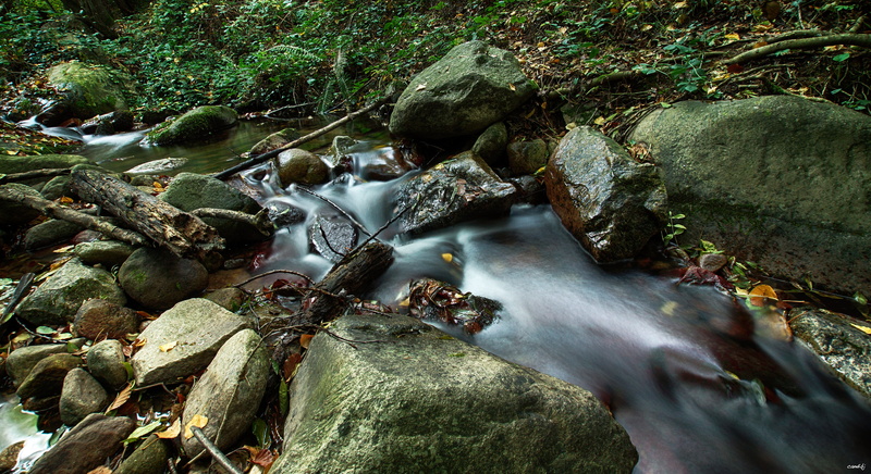 tree, forest, running, 5K, Montaña, water, autumn, leaf, photography, nature, Aire libre, waterfall, rock - Object, moss, Montseny, A77, scenics, Sony