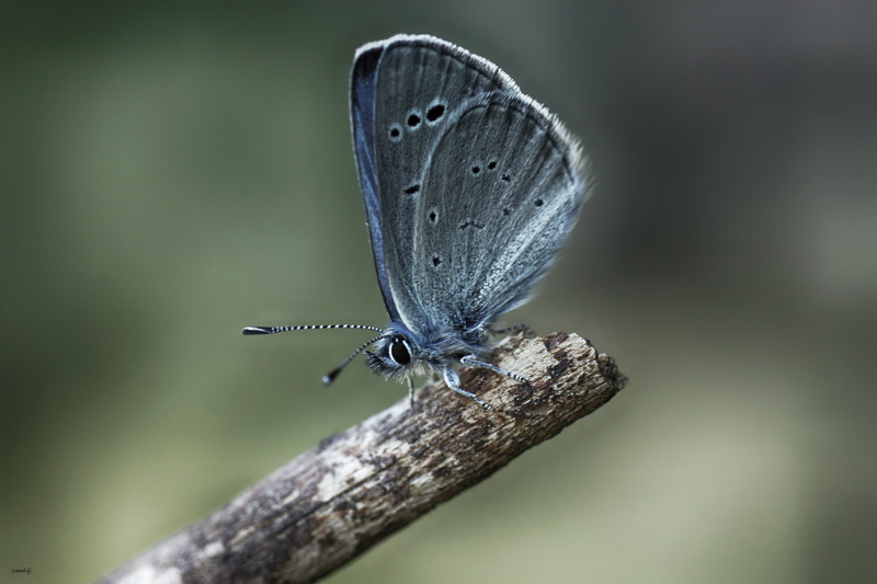 insect, butterfly - Insect, Sony, wildlife, Alas, close-up, Macro, 5K, beauty In Nature, stick, summer, brown, Palo, Mariposa, animal, karner, animal Wing