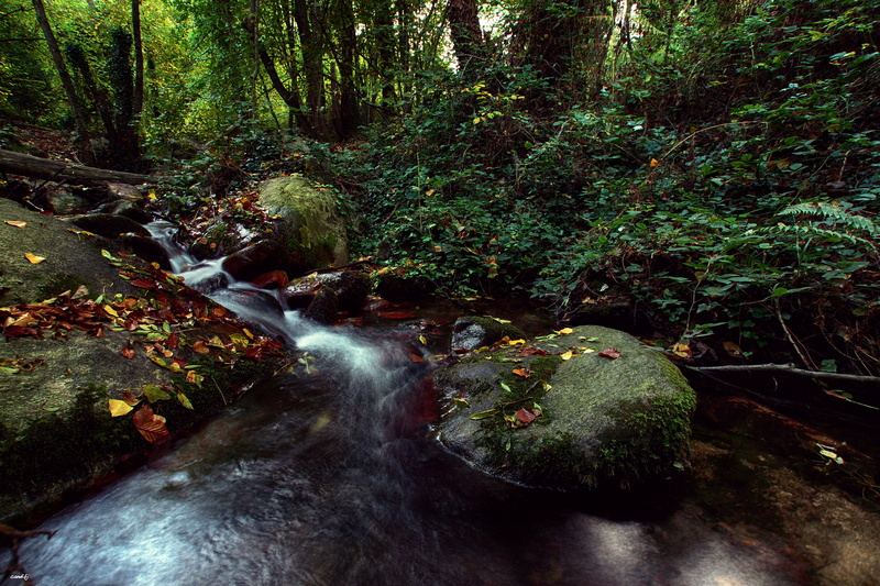 Bosque, rock - Object, streams, water, stream, tree, waterfall, moss, A77, Riera, green Color, scenics, rocks, Agua, forest, beauty In Nature, tropical Rainforest