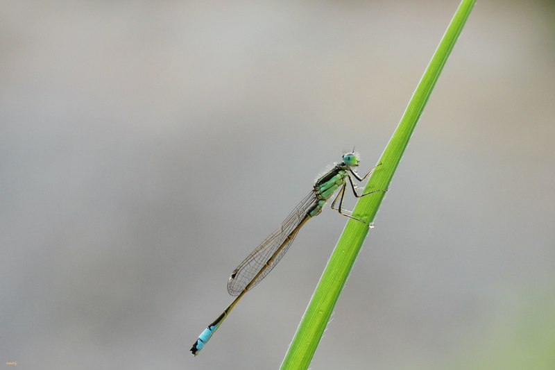 dragon, fly, dragon fly, summer, damselfly, selective focus, Nature, close-up, leaf, grass, wildlife, Aire libre, insect, de campo, green dragon, green leaf