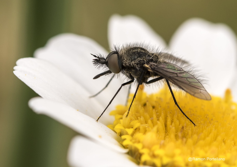 close, close up photography, photography, aire libre, pollination, fly, white flower, flower, macro, outdoors, 90mm, 1080P, nature, perched, flickr, Nikon D750
