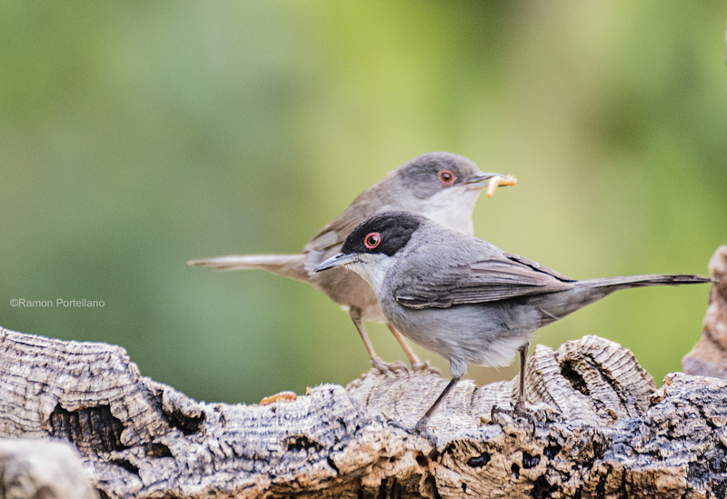 brown, hide, beak, branch, aves, aire libre, Tamron, focus, gray, fotografía, photography, 2K, pájaro, tree branch, two, bird, tree, wildlife, Pareja