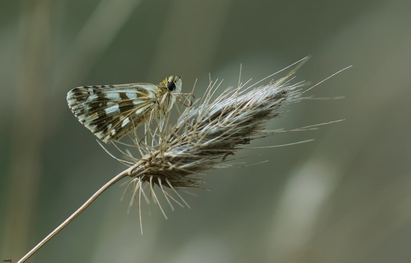 shallow, plant, butterfly, Nature, Aire libre, 4K, Macro, insect, close-up, summer, shallow focus, focus, de campo, Flor, Mariposa