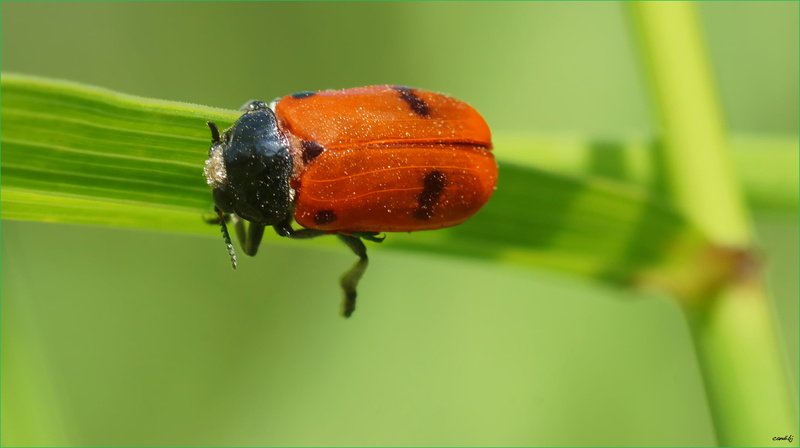 Macro, wildlife, Mariquita, depth of field, black, beetle, leaf, red, close-up, insect, red and black, ladybug, Aire libre, 4K, nature, animal, black beetle