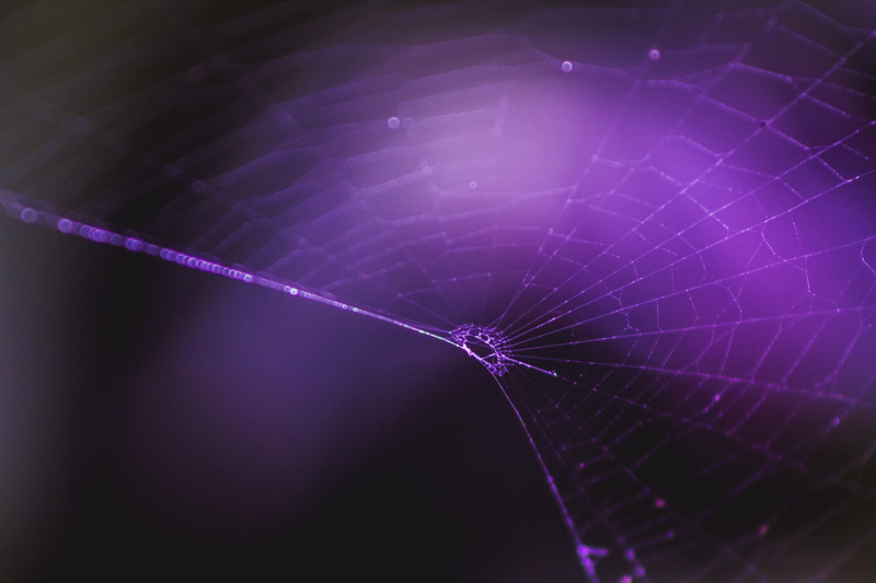 animal wildlife, animal themes, no people, animal, arachnid, drop, our world, spider, 5K, forest, invertebrate, nature, vulnerability, cordoba, outdoors