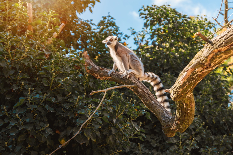 habitat, primate, low angle view, animal wildlife, no people, full length, tree, lemur, animal, madagascar, natural, plant, 4K, outdoors, focus on foreground