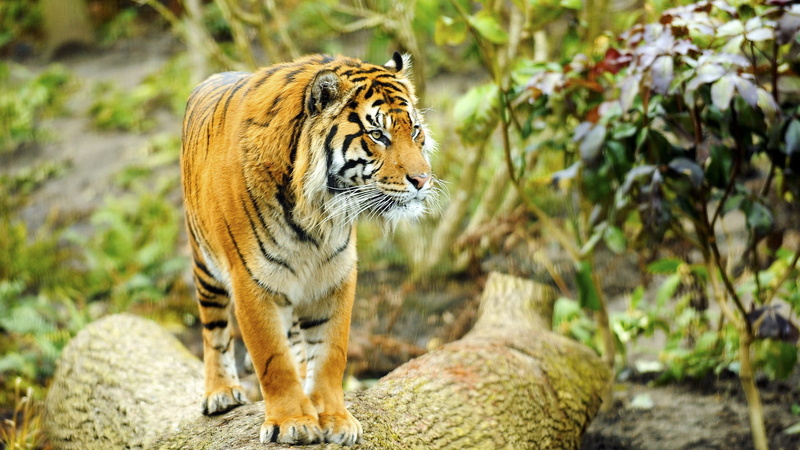 outdoors, tiger, zoo, animal, mammal, nature, tiger habitat image hd, whisker, 2K, vertebrate, big cat, solid, focus on foreground, animal themes, rock
