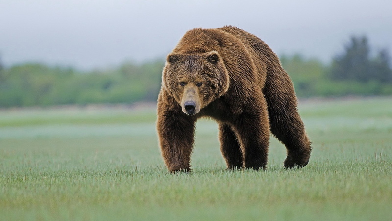 grizzly bear, grizzly bear habitat image, nature, animals in the wild, no people, 2K, hunting, animal wildlife, bear, animals hunting, mammal, grass, animal themes