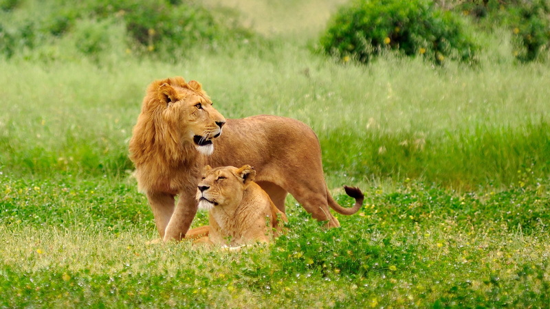 animal themes, plant, care, vertebrate, lion - feline, female animal, young animal, grass, cat, animal, animal wildlife, 2K, two animals, nature, animals in the wild