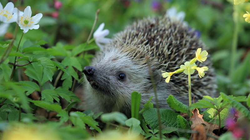 animal themes, selective focus, mammal, animal wildlife, whisker, leaf, 2K, no people, animal, plant, close-up, growth, hedgehog habitat picture, flower