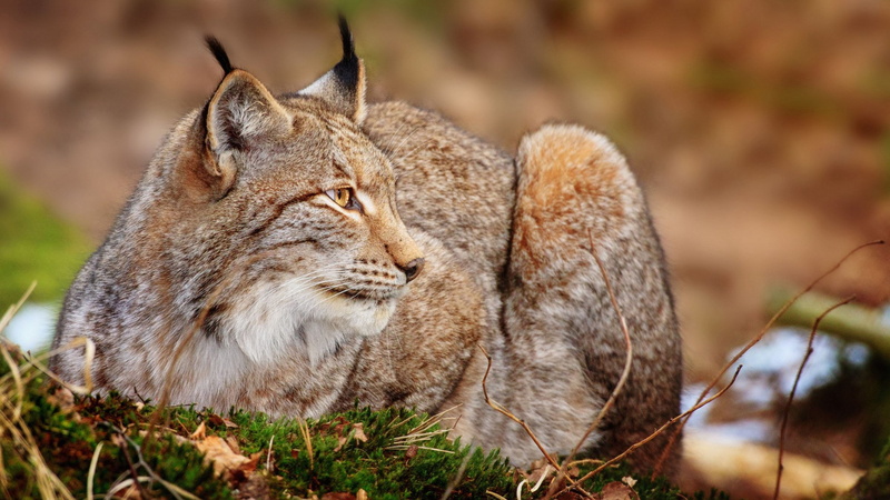 nature, lynx habitat pictures, mammal, feline, no people, one animal, whisker, vertebrate, pets, focus on foreground, cat, undomesticated cat, lying down