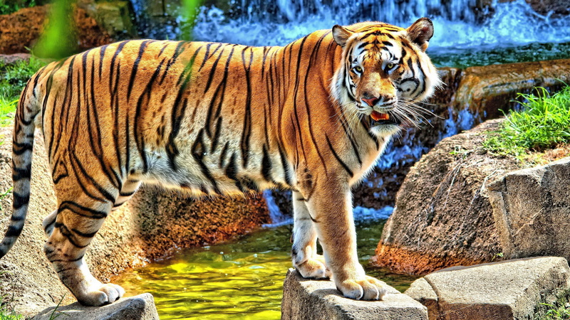 animal markings, animals in captivity, tiger habitat image, outdoors, 4K, whisker, big cat, zoo, no people, nature, vertebrate, mammal, day, one animal