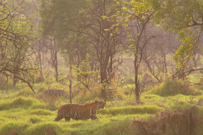 plant, tiger, animal themes, vertebrate, tadoba national park, animals in the wild, land, safari, chandrapur, day, travel, animal wildlife, tree, habitat