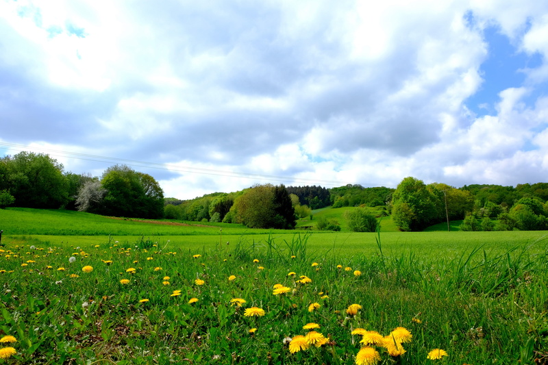 tree, forest, mood, habitat, sunny, field, grass, cloud - sky, green, land, summer, beauty in nature, no people, environment, plant, meadow, panorama, cloud
