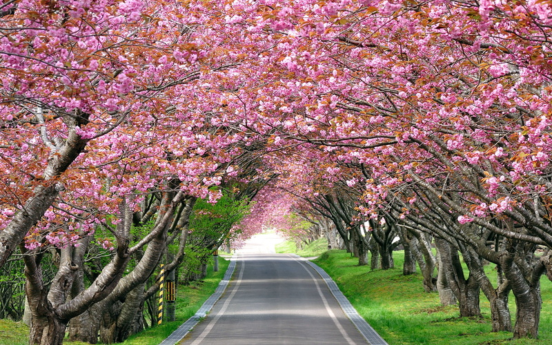 landscape, cherry, 2K, blossom, cherry blossom, splendid, road