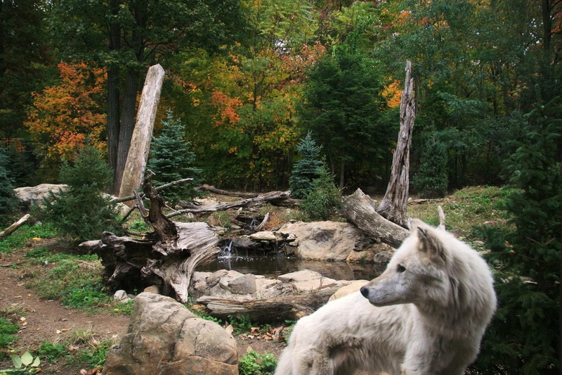 wolves, back, zoos, turtle, zoo, wolf, animals, habitat, white, 1080P