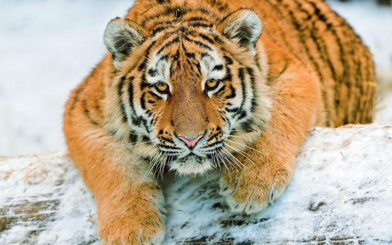 animals, 2K, 2560x1600, tiger, splendid, animal
