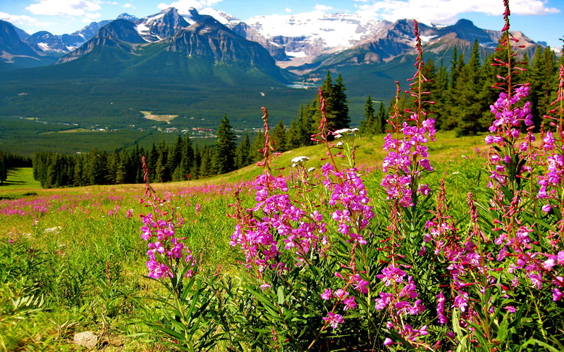 pine, mountains, green color, flowers, splendid, landscape, desktop, non-urban scene, flowering plant, plant, peaks, outdoors, rocky, nature