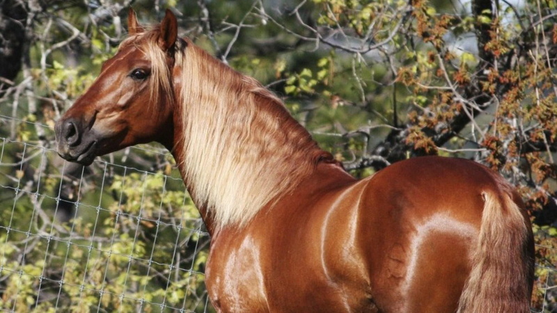 1080P, wildlife, colt, filly, ponies, mare, nature, horses, animals, splendid, stallion