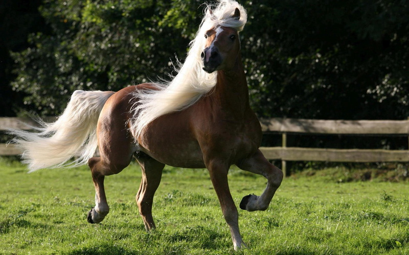 1080P, horse, animals, 1920x1200, splendid, brown