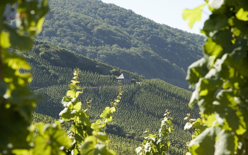 2K, cabin, mountain, forest, 2880x1800, green, nature, vineyard, splendid