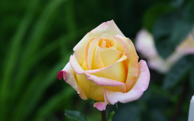 yellow, 2K, flower, splendid, rose, flowers, 2560x1600