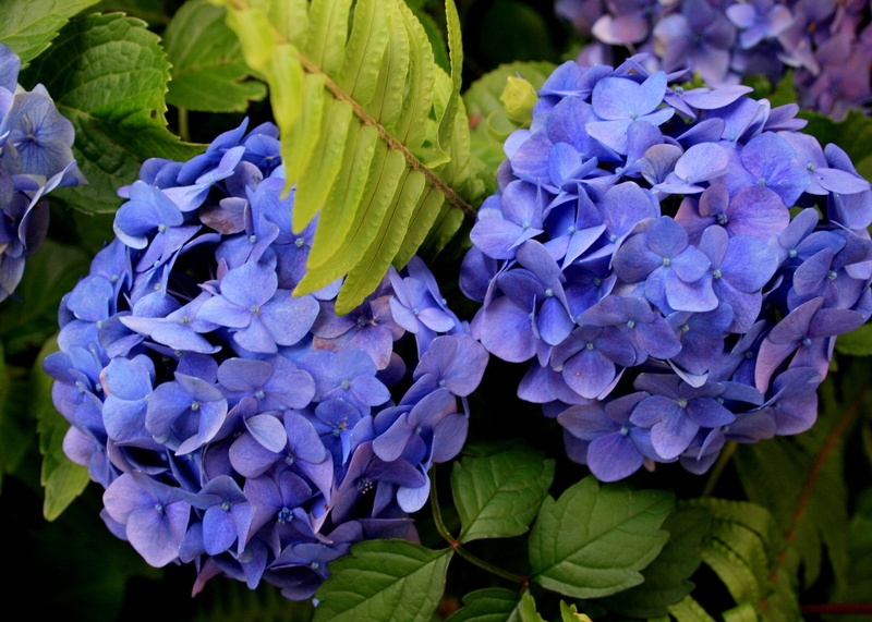 vulnerability, beauty in nature, petal, flowers, close-up, flower head, lilac, delicate petals, fragility, tinge of purple, springtime, fern leaf, splendid