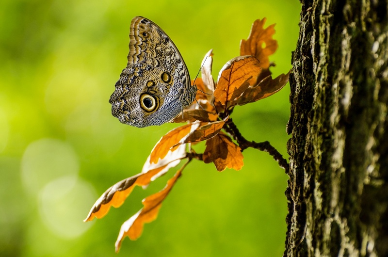 one animal, tropical, owl butterfly, splendid, nature, photography, animal themes, butterfly, side view, focus on foreground, wings, owl, animal wildlife
