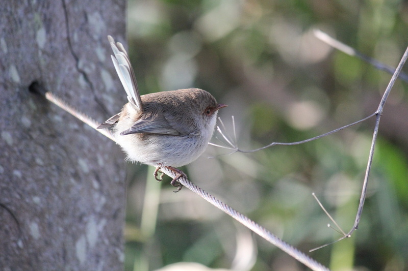 branch, day, perching, 2K, australia, outdoors, no people, animal wildlife, Female, Splendid Fairywren, animal, sparrow, twig, animals in the wild, zoology