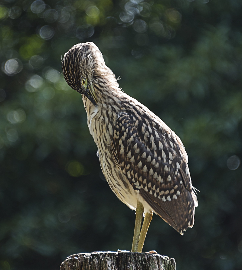nature, focus on foreground, bird, perching, animal themes, splendid, grooming, 2K, tree, day, vertebrate, full length, feather, close-up, side view, animal wildlife