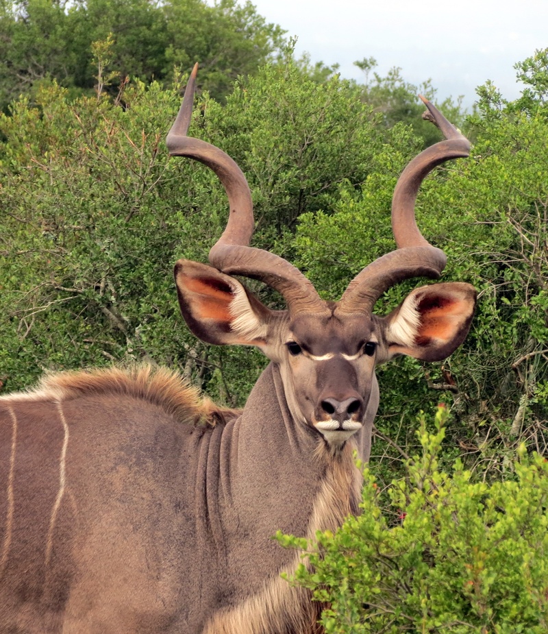 field, herbivorous, looking at camera, brown, portrait, land, horns, kudu, plant, vertebrate, nature, shrubs, tree, antelope, surrounded, south africa
