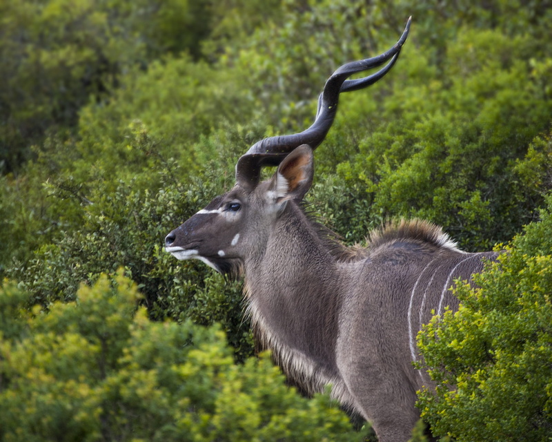 safari, africa, deer, antler, land, male, horned, feeding, profile view, outdoors, animal, addo, trees, day, animals in the wild, standing, spots, side view