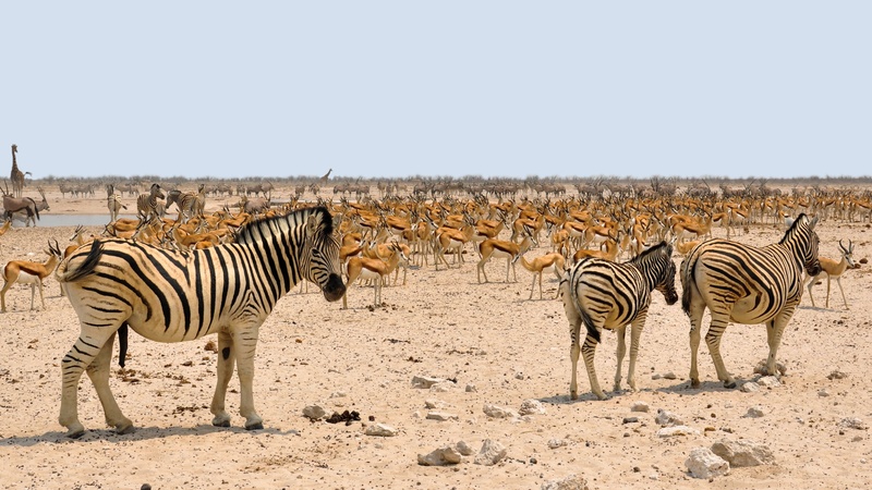 2K, environment, kudu, safari, national Park, namibia, wildlife, wildlife Reserve, vertebrate, three, clear sky, dry, walking, zebras, sky, safari Animals