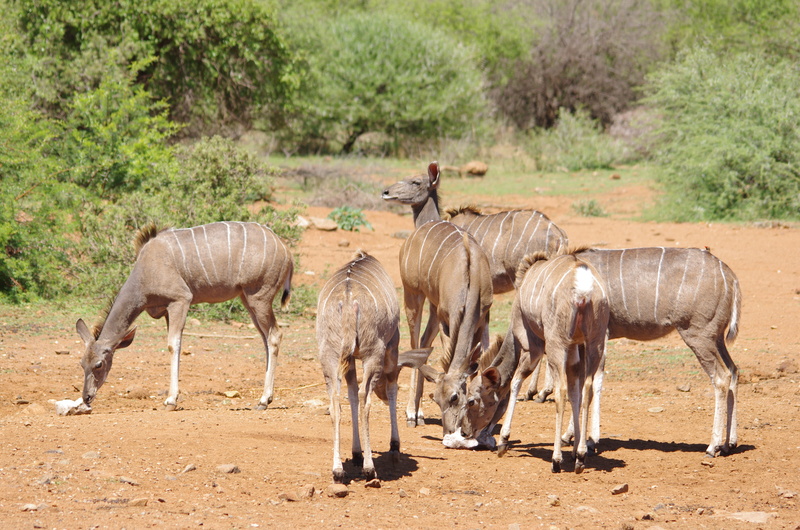 animal wildlife, land, tree, wildlife, no people, field, buck, herd, group of animals, animal, south africa, vertebrate, full length, safari, nature, animals in the wild