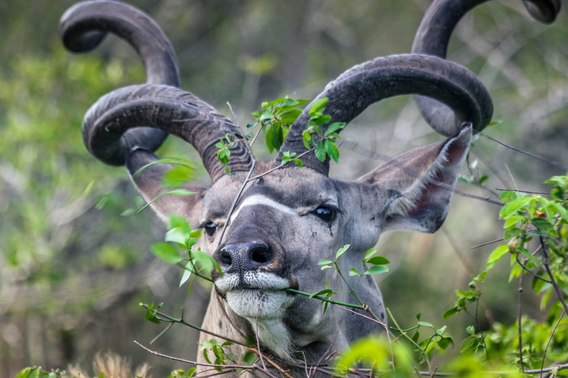 nature, goat, domestic animals, no people, outdoors, animal themes, vertebrate, herbivorous, animal body part, animal, one animal, deer, focus on foreground