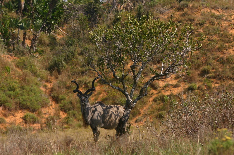 standing, vertebrate, antelope, animal themes, field, no people, male, herbivore, animals in the wild, south africa, herbivorous, landscape, safari, 1080P