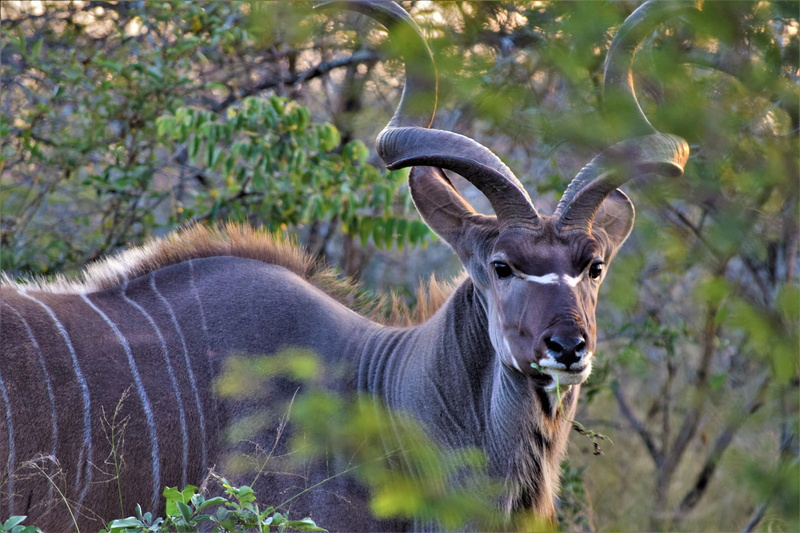 5K, focus on foreground, animal themes, day, ears, vertebrate, face, animals in the wild, nature, south africa, africa, plant, animal, deer, buck, antlers