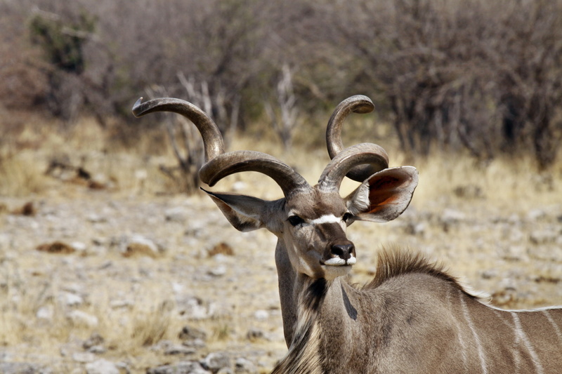 animal wildlife, day, portrait, animal themes, kudu buck, namibia, looking at camera, deer, one animal, animal, field, outdoors, land, mammal, wild live