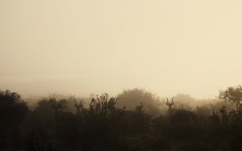 wildlife, fog, tourism, south africa, sky, game, scenery, copy space, animals, eastern cape, remote, travel, 2K, game drive, non-urban scene, horned, tranquil scene