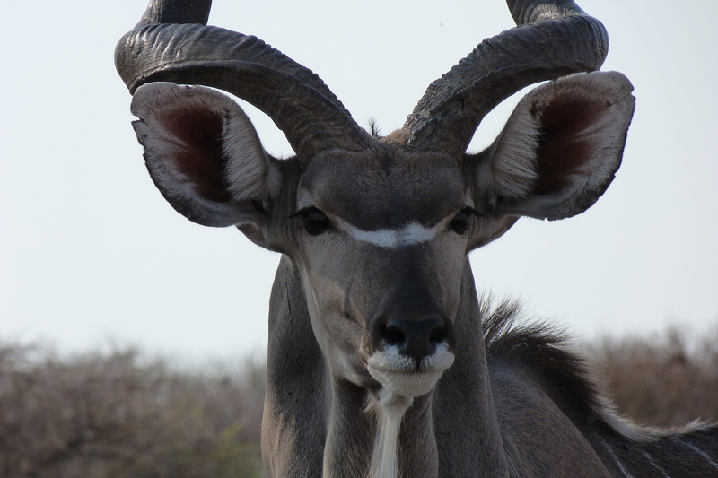 wildlife photography, animals in the wild, animal wildlife, portrait, plant, day, looking at camera, focus on foreground, animal, africa, animal body part